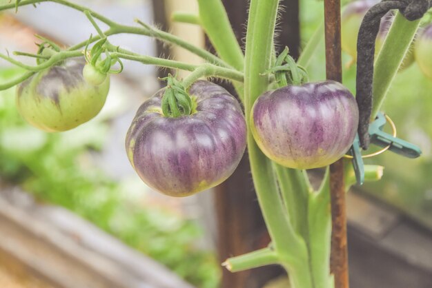 Die Tomaten in Gewächshäusern in der Erntezeit