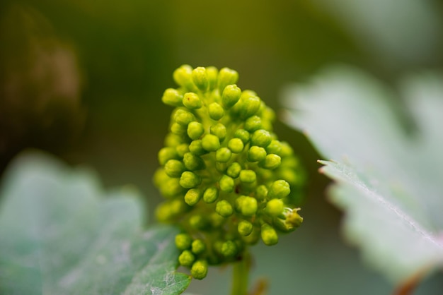 Die Trauben blühen im heimischen Garten