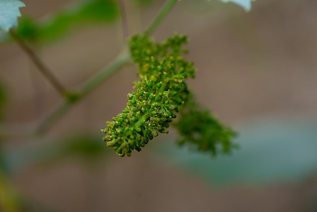 Die Trauben blühen im heimischen Garten