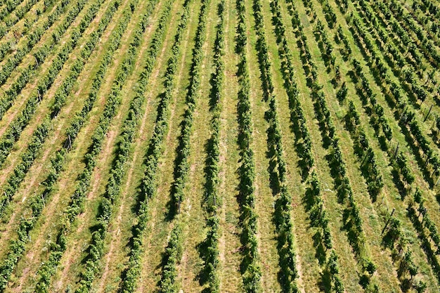 Die Trauben im Weinberg Weinregion Südmähren Tschechien