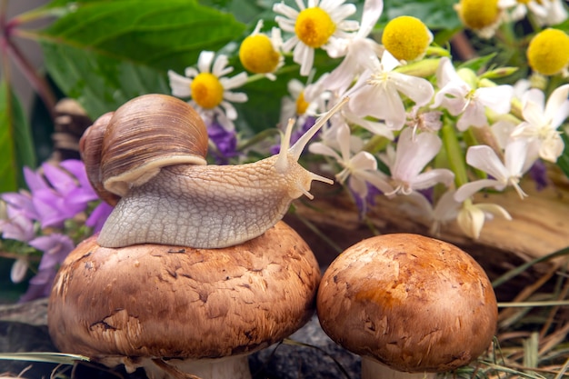 Die Traubenschnecke kriecht aktiv in der Natur. Weichtiere und Wirbellose.