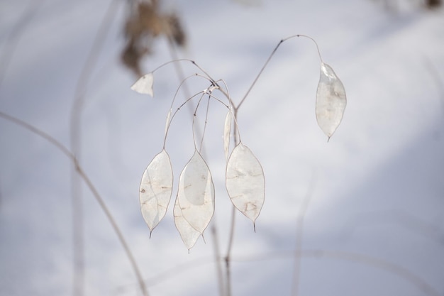 Die Trockenblume mit weißen transparenten Blättern im Winterwald