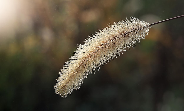 Die Trockenblumenspitzen in kleinen Tautropfen, Nahaufnahme, Nebel, Regen, Herbst, Sommer, unscharfer Hintergrund, Naturabstraktion