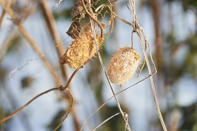 Die trockenen Blätter auf Ästen Welken der Natur