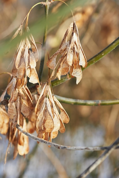 Die trockenen Blätter auf Ästen Welken der Natur