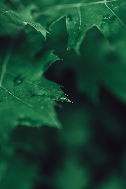 Die Tropfen auf den Blättern nach dem Regen im dunklen Licht des Waldes