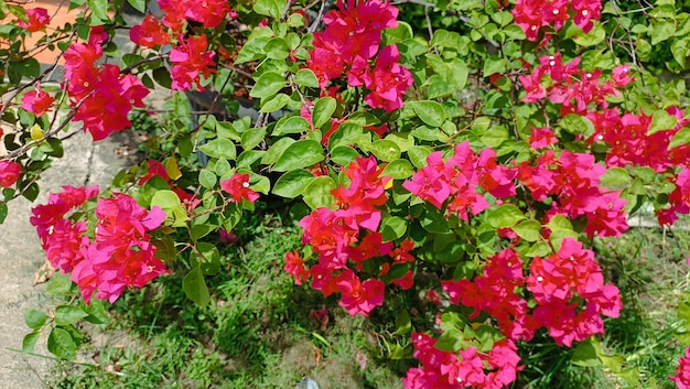 Die tropische Blume Bougainvillea buttiana, auch Bunga kertas genannt, blüht im Garten