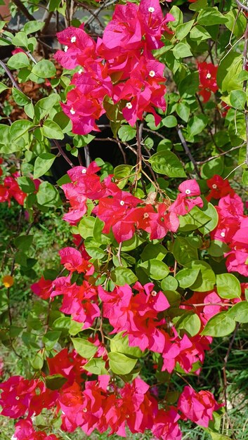 Die tropische Blume Bougainvillea buttiana, auch Bunga kertas genannt, blüht im Garten