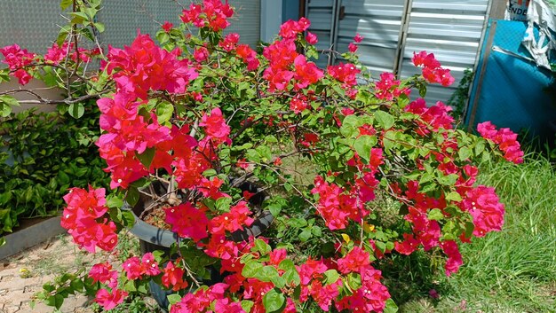 Die tropische Blume Bougainvillea buttiana, auch Bunga kertas genannt, blüht im Garten