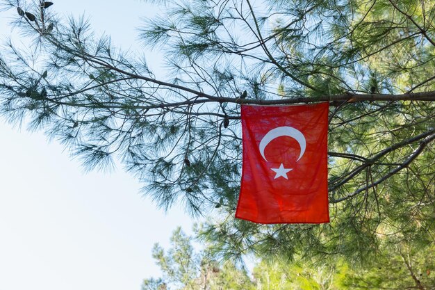 Die türkische Flagge hängt an einer Kiefer gegen den blauen Himmel