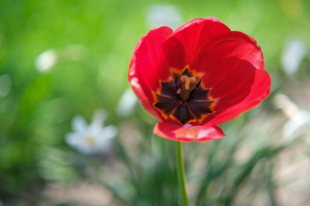 Die Tulpe hat ihre Blütenblätter im Frühlingsgarten geöffnet