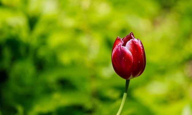 Die Tulpe ist eine mehrjährige Zwiebelpflanze mit auffälligen Blüten der Gattung Tulipa