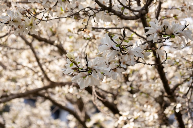 Die üppige Blüte von Magnolia Cobus Magnolia Kobus DC natürlicher Frühlingshintergrund vieler Weißer