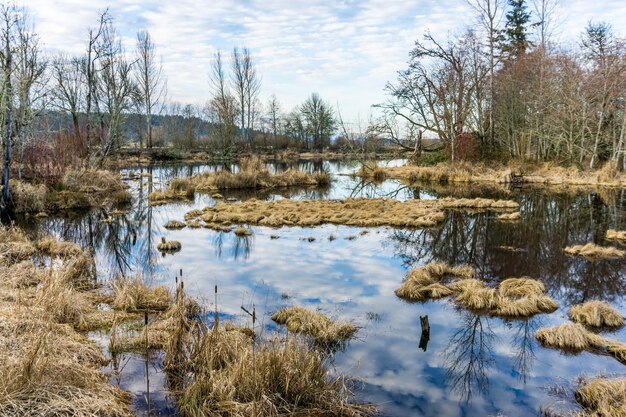 Die Umwelt spiegelt sich im Wasser der Nisqually Wetlands im Bundesstaat Washington wider