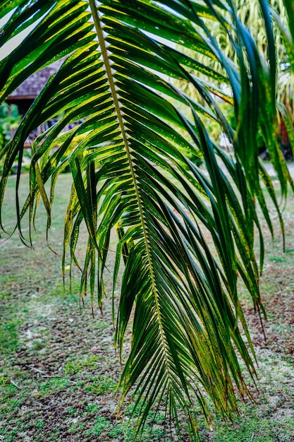 Die unberührte Natur Französisch-Polynesiens mit ihren wunderschönen Landschaften