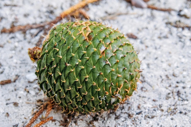 Die unberührte Natur Neukaledoniens mit ihren wunderschönen Landschaften