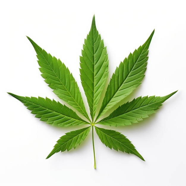 Die unberührte Schönheit eines Cannabisblattes auf einem weißen Hintergrund