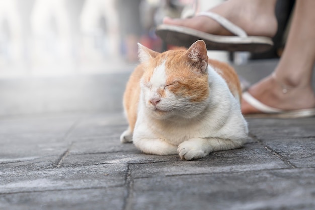 Die unerschütterliche Katze schläft auf dem Straßenpflaster zu Füßen des Besitzers