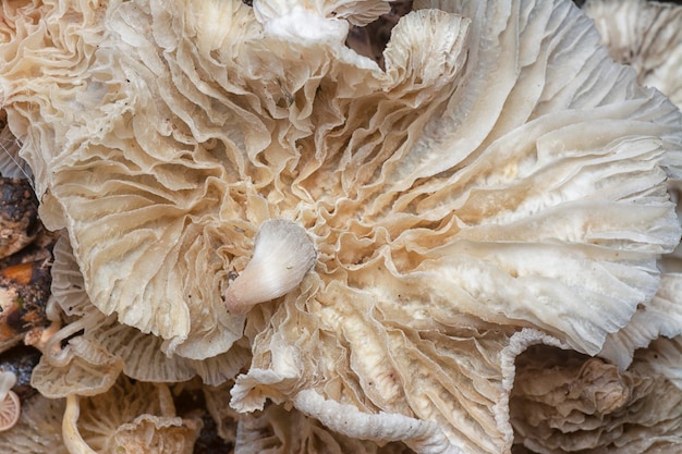 die ungenießbaren wilden Pilze, die aus dem verfallenden Stamm sprießen