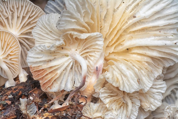 die ungenießbaren wilden Pilze, die aus dem verfallenden Stamm sprießen