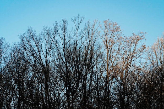 Die untergehende Sonne kriecht über einen stattlichen Baum mit all seinen Winterblättern