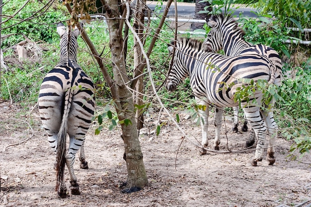 Die Unterseite des Zebras in der Natur