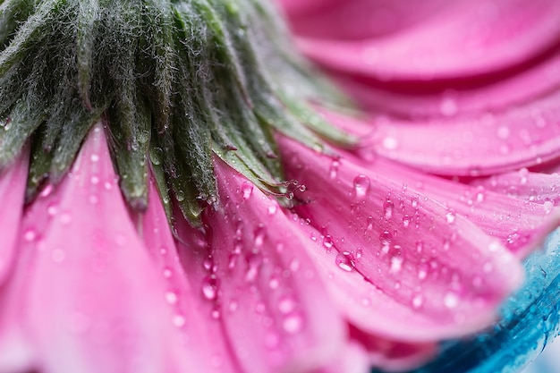 Die Unterseite einer rosa Gerbera-Blume mit Wassertropfen Makro Nahaufnahme