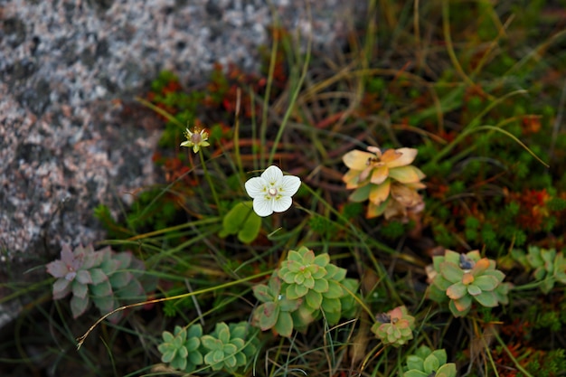 Die Vegetation der Tundra