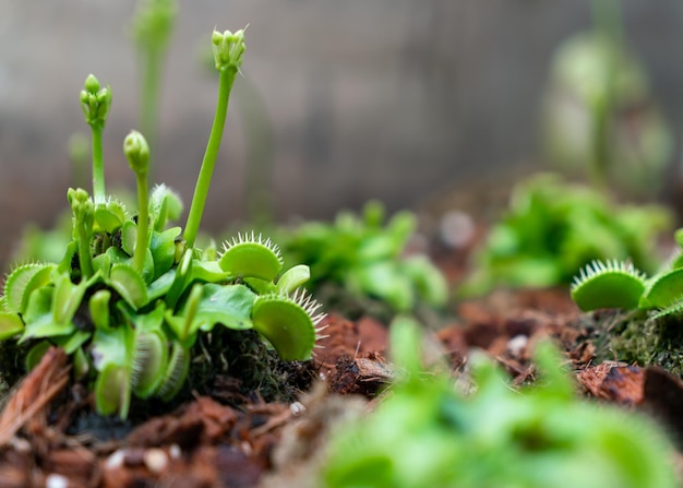 Die Venusfliegenfalle oder Dionaea muscipula ist eine fleischfressende Pflanze