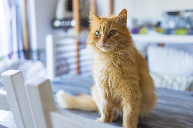 Die verängstigte Ingwerkatze sitzt auf einem Tisch in einer Stadtwohnung