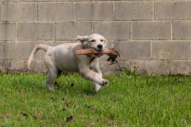 Foto die verrückten und glücklichen spiele meines welpen dexter, eines golden retrievers