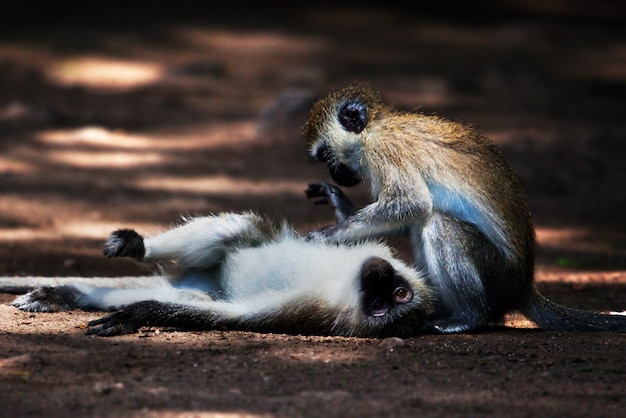 Die Vervet-Affen Tsavo West-Kenia Afrika