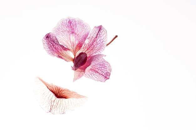 Die verwelkte getrocknete Orchidee Blume und Blütenblatt isoliert auf weißem Hintergrund Schöne Natur des Konzepts herum Schöne Natur des Konzepts herum