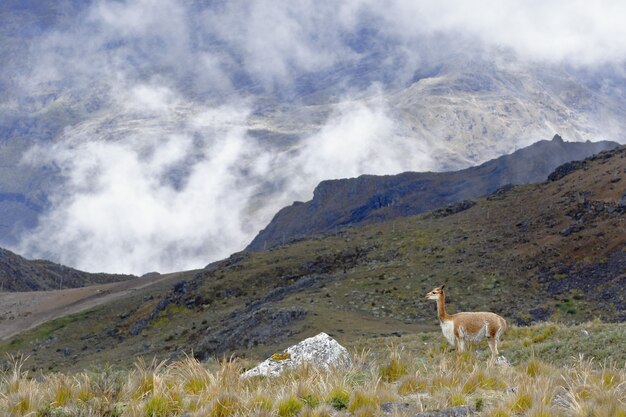 Die vicuña (vicugna vicugna)