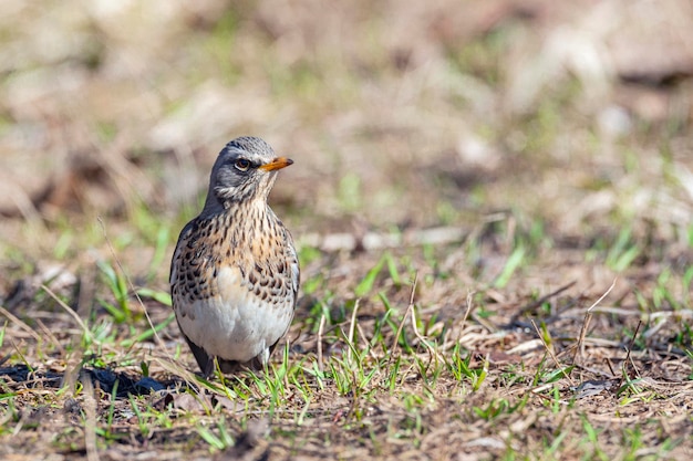 Die Wacholderdrossel ist ein Mitglied der Drosselfamilie Turdidae