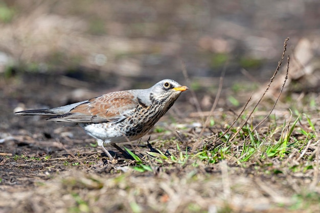 Die Wacholderdrossel ist ein Mitglied der Drosselfamilie Turdidae