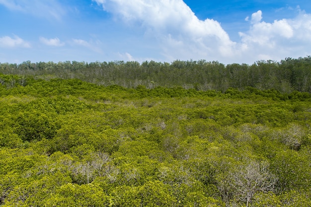 Die Waldmangrove am Pranburi-Nationspark, Thailand.