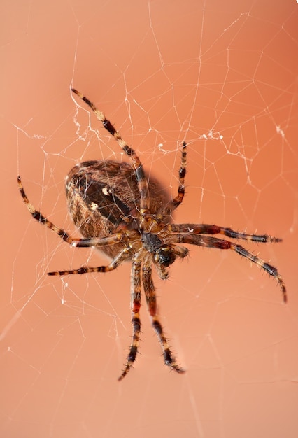 Die Walnuss-Orbweaver-Spinne oder Nuctenea Umbratica auf einem Netz, das gegen eine unscharfe rote Ziegelwand isoliert ist Eine Spinne der Art Araneidae jagt Nahaufnahme von gestreiften braunen Spinnentieren in der Natur