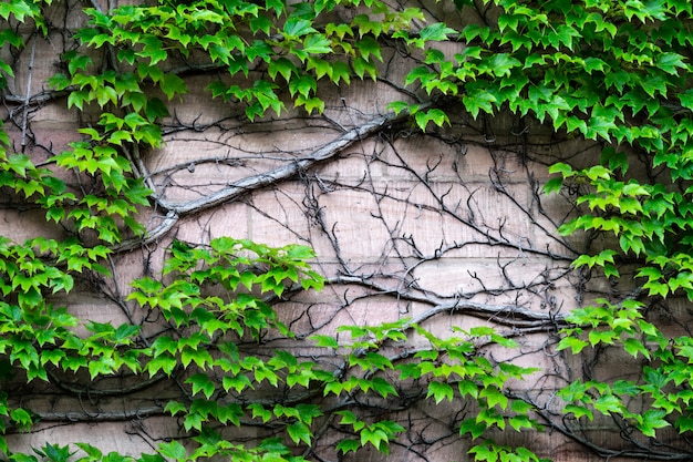 Die Wand, auf der sich wilde Trauben mit einem massiven Stamm ausbreiten.