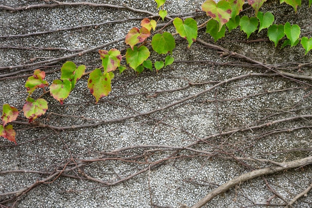 Die Wand besteht aus Ziegeln und ist danach weiß gestrichen.