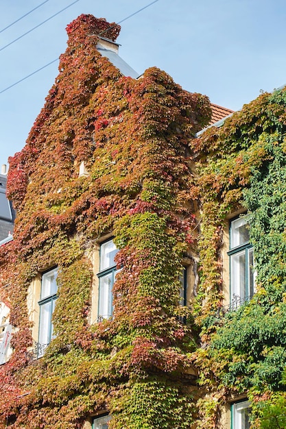 Foto die wand eines alten hauses oder herrenhauses ist mit efeu überwuchert