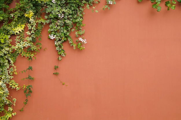 Die Wand ist aus Backstein und dann weiß gestrichen. An der linken Wand befinden sich Schlingpflanzen. Diese Wand ist im englischen Stil beliebt. Auch bekannt als Vintage-Stil als Hintergrund mit Kopierraum