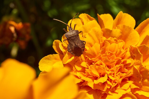 Die Wanze Coreus marginatus kriecht auf den Blüten der Ringelblumen