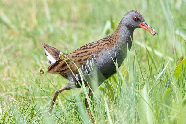 Die Wasserralle Rallus aquaticus ist ein Vogel aus der Familie der Ralle, der in gut bewachsenen Feuchtgebieten in Aiguamolls Emporda Girona in Spanien brütet