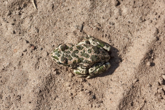 Die Wechselkröte (lat. Bufotes viridis) ist eine schwanzlose Amphibie aus der Familie der Krötengewächse.