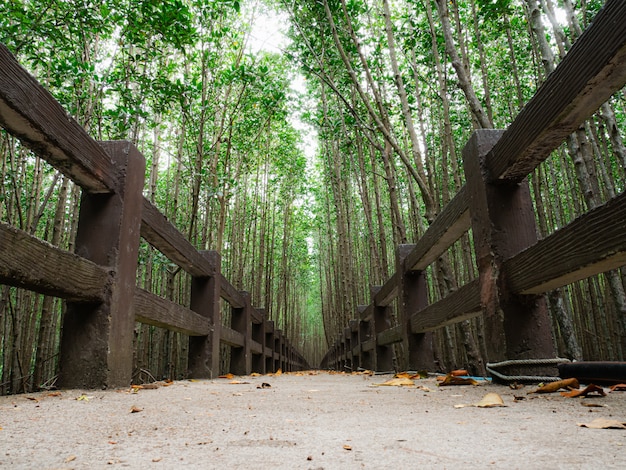 Die Wege im Mangrovenwald sind ruhig.