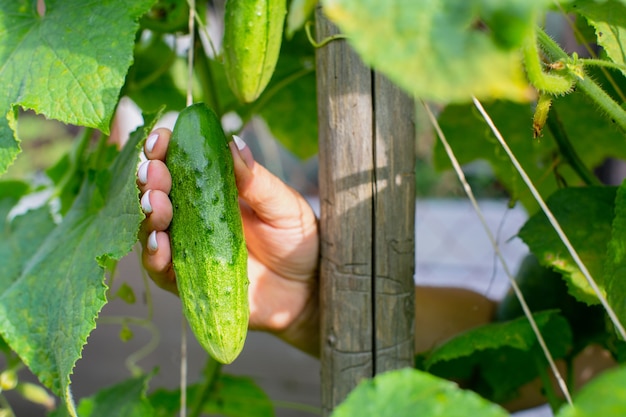 Die weibliche Hand der Landwirte hält eine reife Gurke, die ein gesundes Lebensmittelkonzept erntet