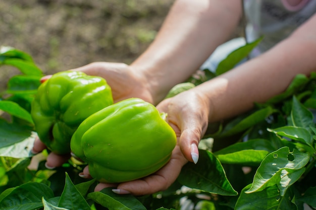 Die weiblichen Hände der Landwirte halten zwei grüne Paprika im Garten