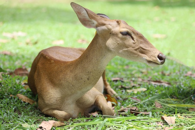 Die weiblichen Hirsche im Garten in Thailand