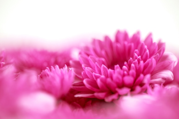 Die weiche süße rosa Blume für romantischen träumerischen Hintergrund der Liebe